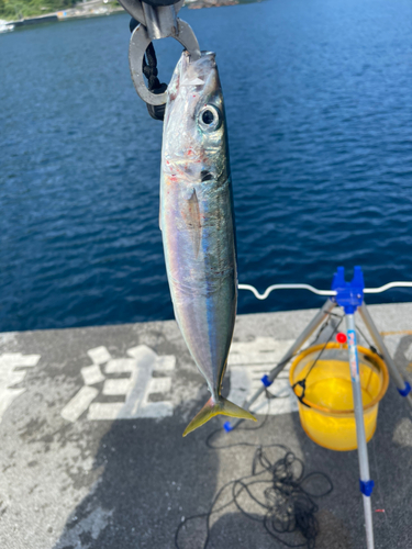 ムロアジの釣果