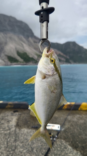 ショゴの釣果