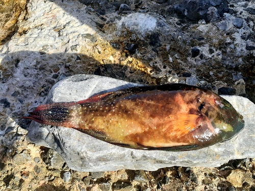 ミツバモチノウオの釣果