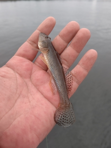 ハゼの釣果