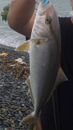 ショゴの釣果