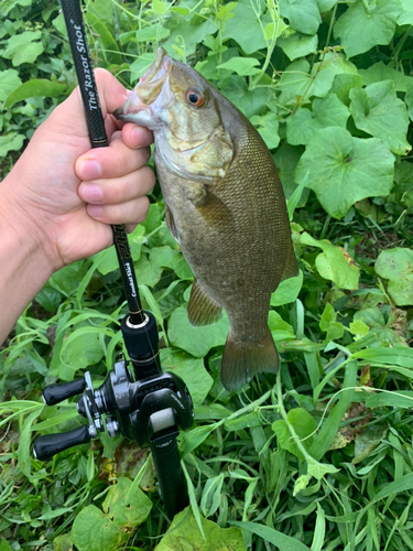 スモールマウスバスの釣果