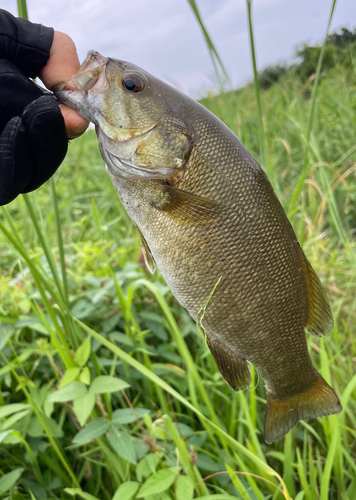 スモールマウスバスの釣果