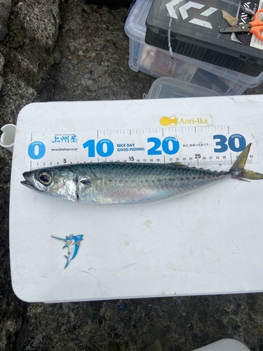 ゴマサバの釣果