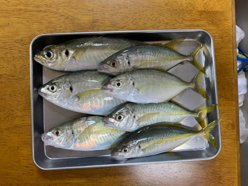 ショゴの釣果