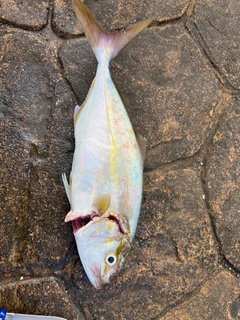 カンパチの釣果