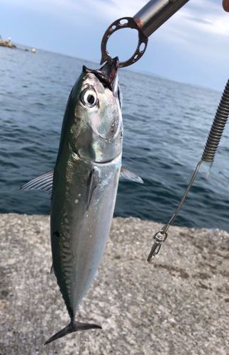 カツオの釣果