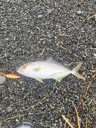 ショゴの釣果