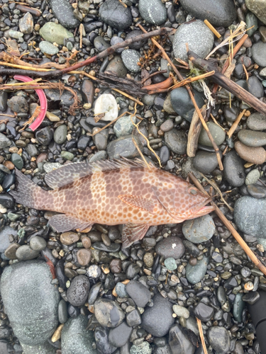 オオモンハタの釣果