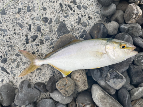 カンパチの釣果