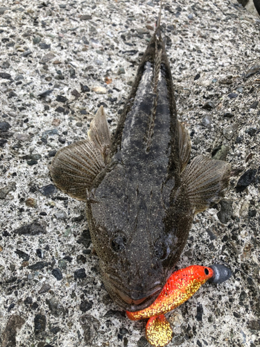 マゴチの釣果