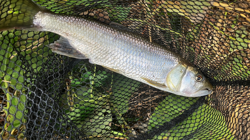 ケタバスの釣果