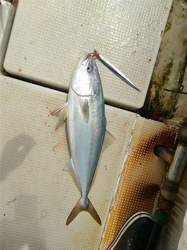 ハマチの釣果