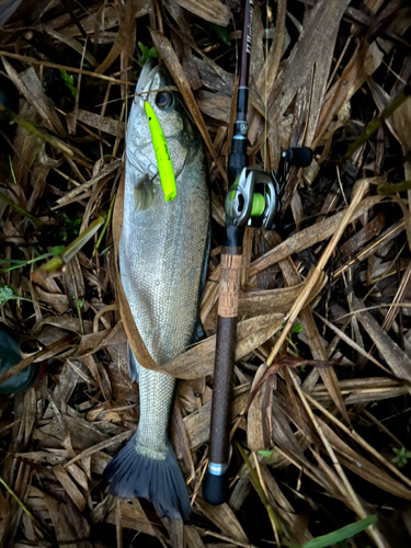 セイゴ（マルスズキ）の釣果