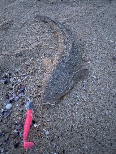 マゴチの釣果