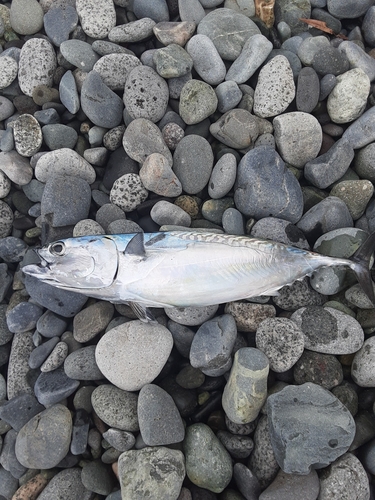 ソウダガツオの釣果