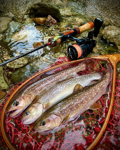 ニッコウイワナの釣果