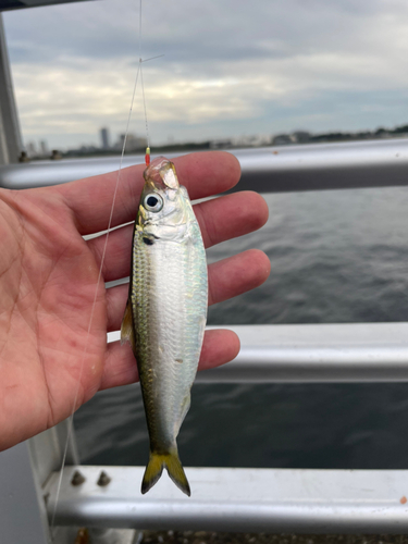 サッパの釣果