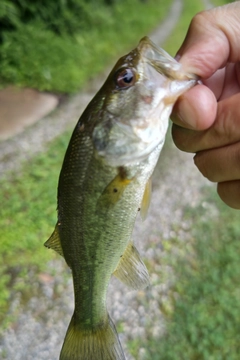 ラージマウスバスの釣果