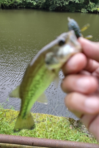 ラージマウスバスの釣果