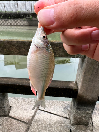 タナゴの釣果