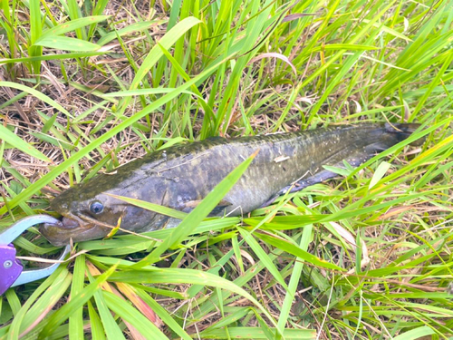 ナマズの釣果