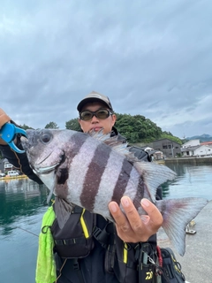 イシダイの釣果