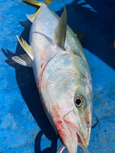 ワラサの釣果