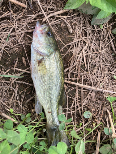 ラージマウスバスの釣果