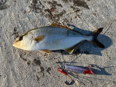 ショゴの釣果