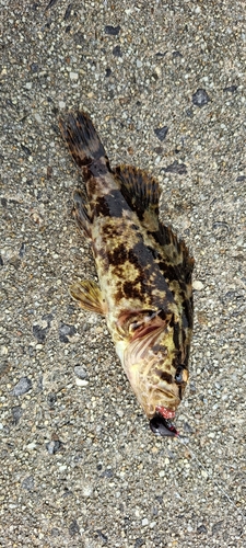 タケノコメバルの釣果