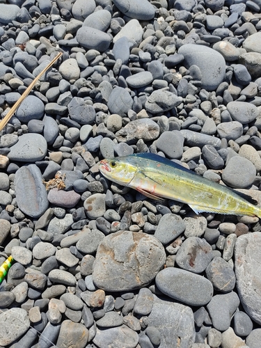 シイラの釣果