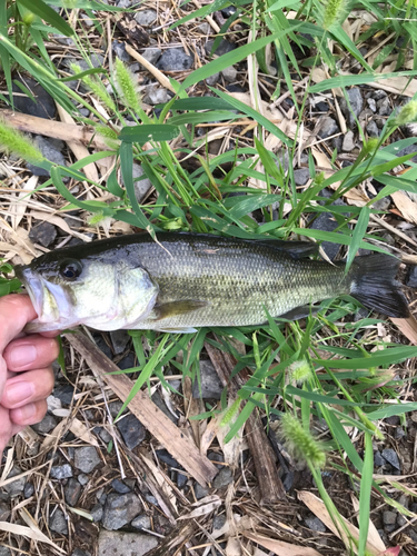 ブラックバスの釣果