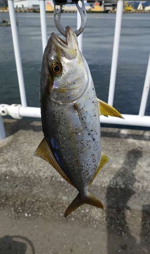 ショゴの釣果