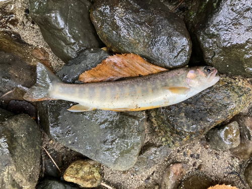 イワナの釣果