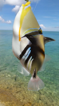 ムラサメモンガラの釣果