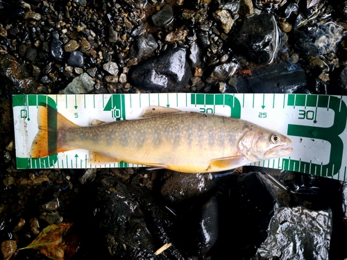 イワナの釣果