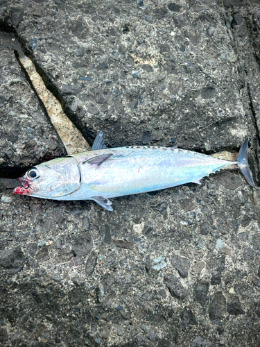 ソウダガツオの釣果