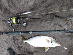 ショゴの釣果