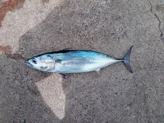 ソウダガツオの釣果