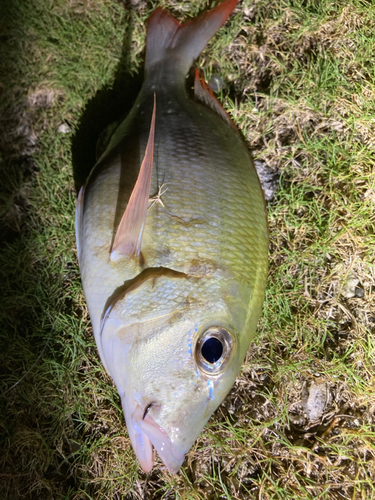 マトフエフキの釣果