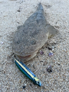 マゴチの釣果