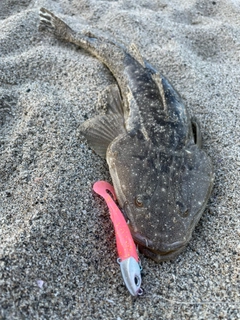 マゴチの釣果