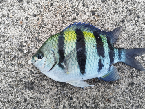 オヤビッチャの釣果