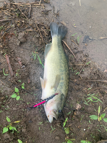 ブラックバスの釣果