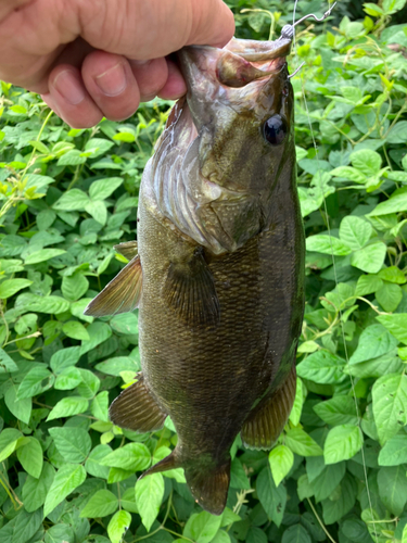 スモールマウスバスの釣果