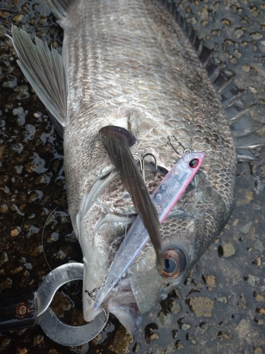 チヌの釣果