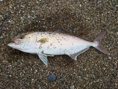 ショゴの釣果