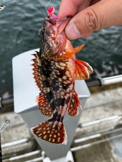 カサゴの釣果