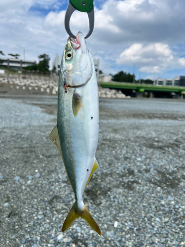 ワカシの釣果